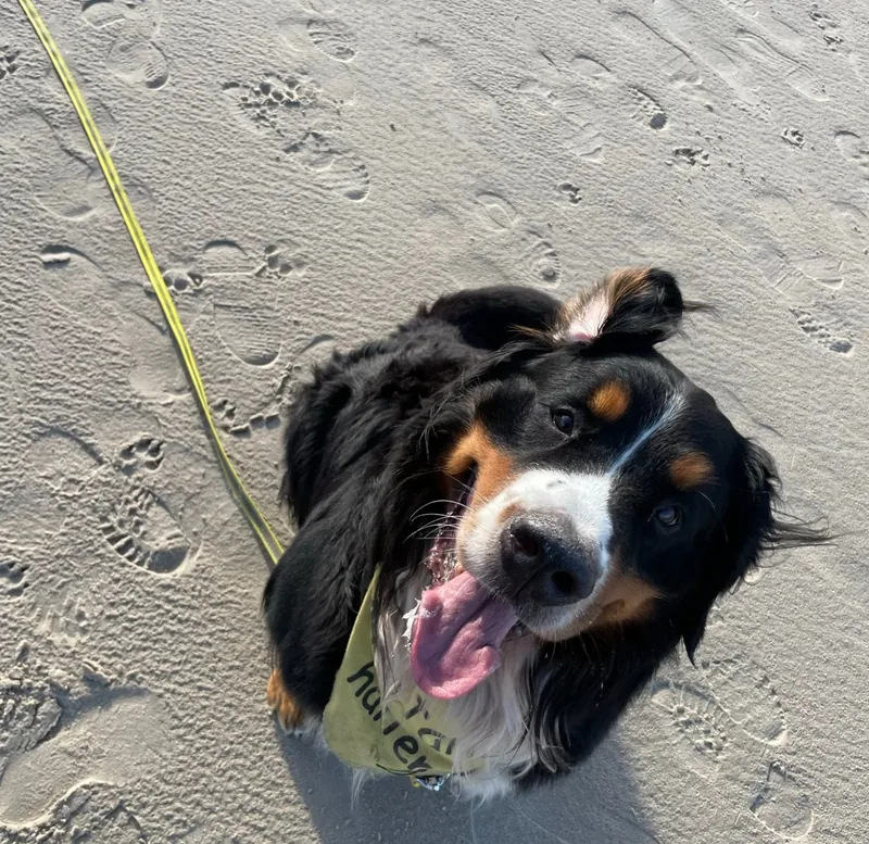 Berner Sennenhund mit Halstuch schaut am Strand fröhlich nach oben